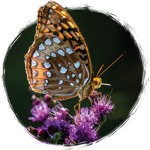 a butterfly on a flower