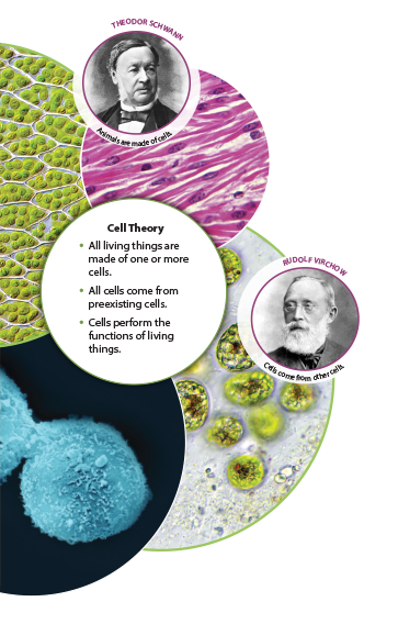 an illustration explaining cell theory