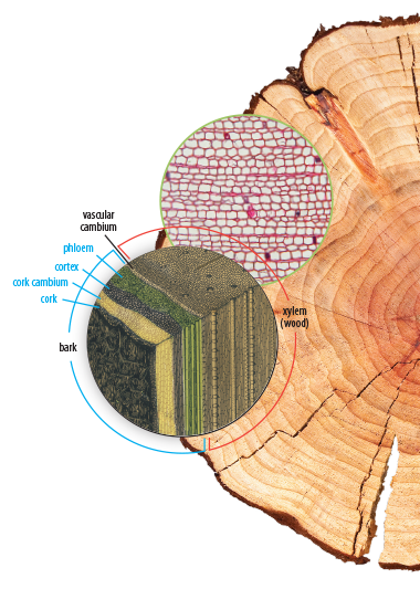 a cross-section of a tree trunk with the layers of the bark labeled