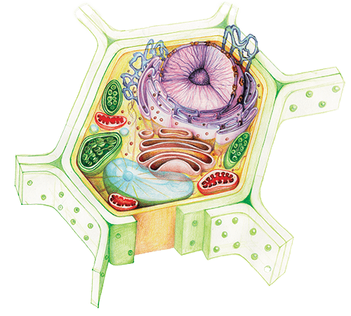 a drawing of a cell
