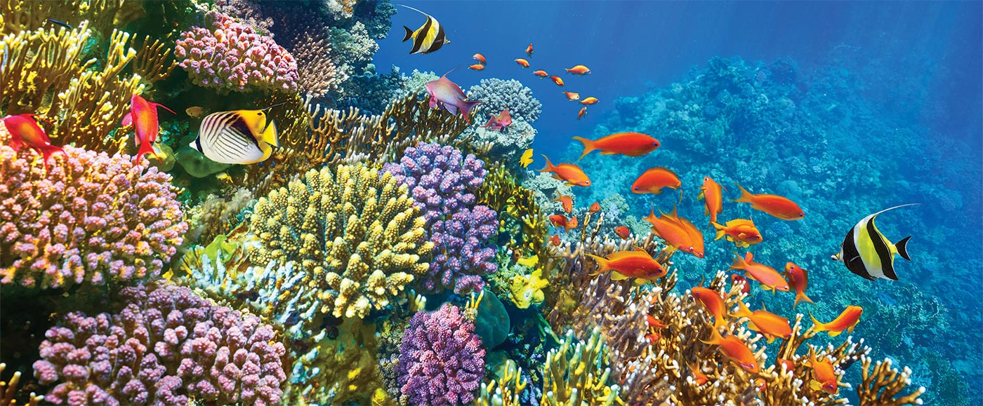 a photo of a coral reef full of fish
