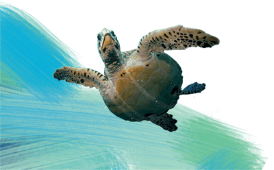 a sea turtle